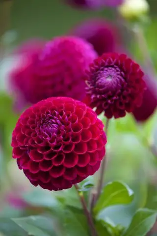 cómo cultivar dalias dalia caballero de verano
