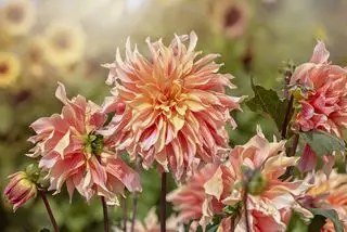 Dalia naranja y rosa