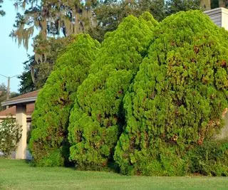 Thuja occidentalis vysazená jako ochrana soukromí