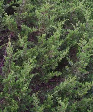 Východní červený cedr, také známý jako Juniperus virginiana