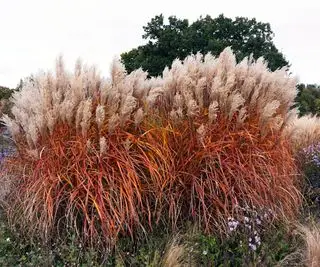 Miscanthus Sinesis