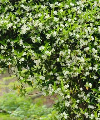 hvězdný jasmín, také známý jako Trachelospermum jasminoides, v květu