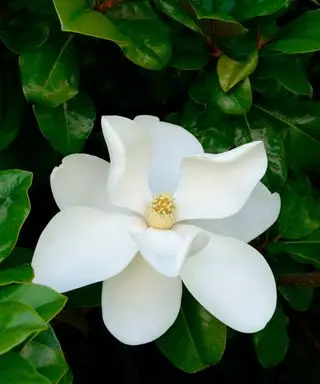 velké bílé květy Magnolia grandiflora