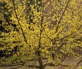 cornus mas v květu s malými žlutými květy