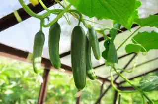 Gros plan de concombres verts dans la serre.