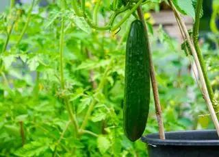 Plantes de concombre