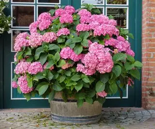 En stor lyserød hortensia plantet i en stor tønde