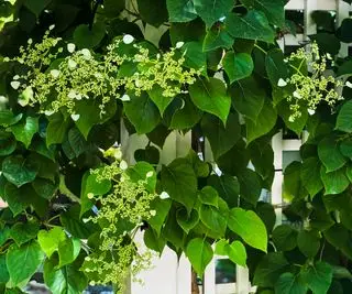 klatrehortensia vokser på hegn