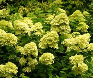 hortensia Limelight blomstrende i sommerkanten