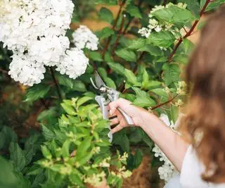 Beskæring af en hvid hortensia med saks