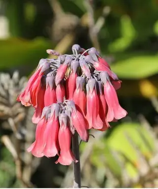 Mor til millioner omsorgsguide – eksperttips for å holde denne saftige blomstringen