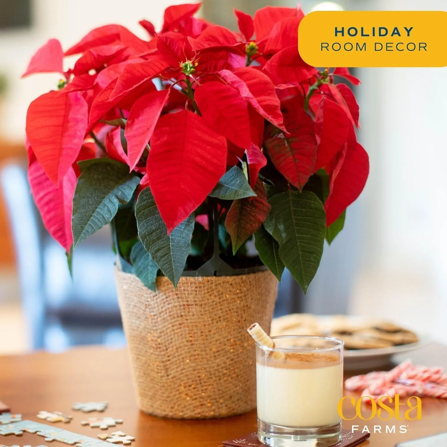 Costa Farms Poinsecja Żywe rośliny w doniczkach do pakowania prezentów bożonarodzeniowych Łatwe w utrzymaniu Kwitnące rośliny doniczkowe w pomieszczeniach Wakacyjny pokój lub wystrój biura Prezent sezonowy 16-20 cali wysokości Opakowanie 2 szt.' loading='lazy' title=