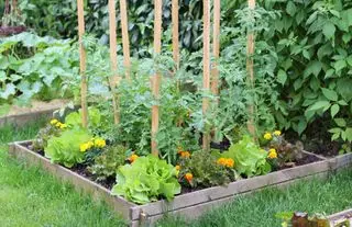 compagno che pianta pomodori in un letto rialzato