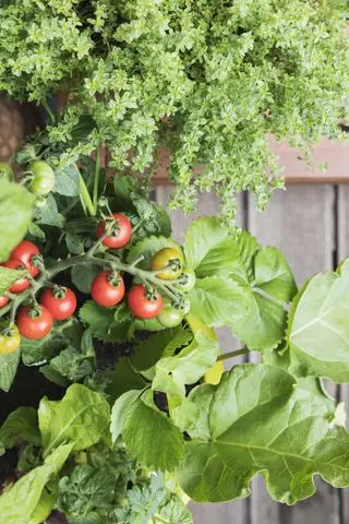 compagno che pianta erbe aromatiche e pomodori