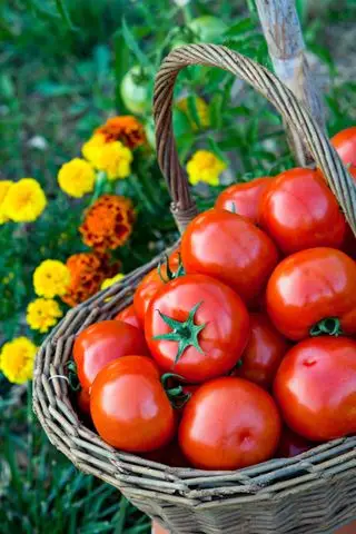 pomodori raccolti in un trug accanto ai fiori