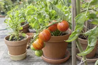 Pomodori che crescono in vaso di terracotta