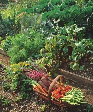 pomodori, carote e altre verdure raccolte in un trug nell'orto