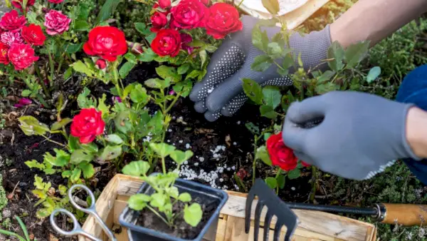 Quando fertilizar rosas – nossos especialistas ensinam como obter flores maiores e mais bonitas