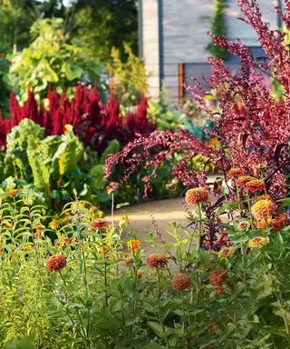 Nahaufnahme von roten Blumen und Büschen, Gartenweg und weiteren roten Blumen im Hintergrund