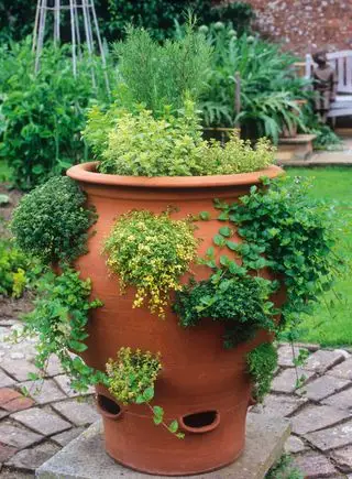 urtehave ideer plante dine urter i en urtepotte