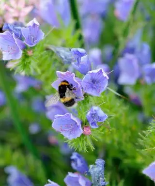 En bi sidder på en lilla blomst