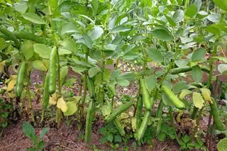 Fava waren Pflanzen
