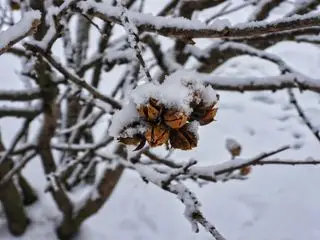 caules de hibisco cobertos de neve