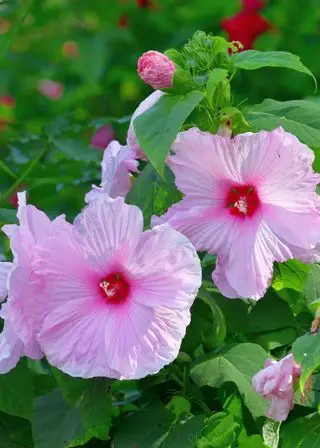 hibisco rosa moscheutos malva do pântano