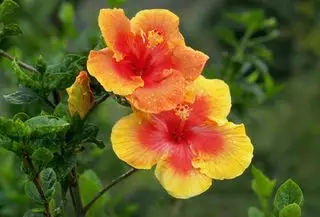 Flores de hibisco amarelas e vermelhas cobertas de orvalho