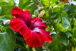 Wie man Hibiskus winterfest macht