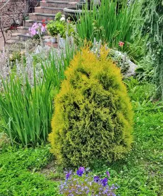 Un unico cespuglio sempreverde ai margini di un giardino