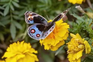 come coltivare le calendule dal seme GettyImages-1292656401