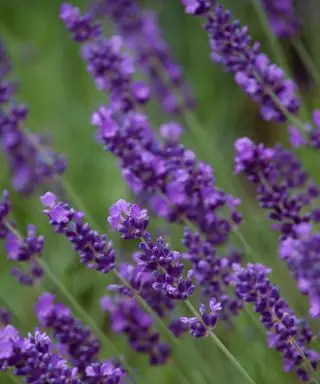 hidcote alla lavanda