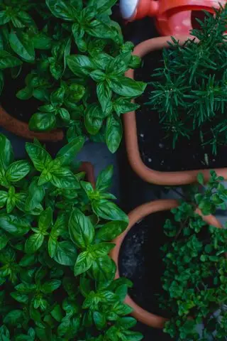 companion_planting_peppers_basil_markus-spiske-unsplash