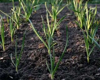cosa piantare a dicembre in crescita dell'aglio
