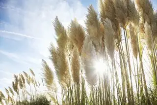 Pampas græs