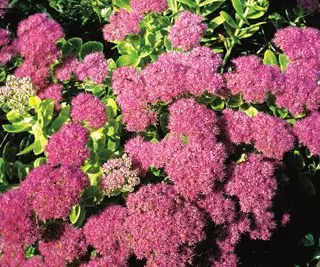 פרחי Sedum מרהיבים