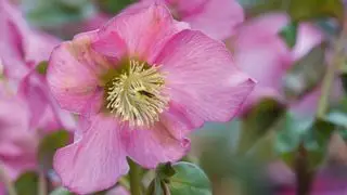 Nieswurzblüten sollen Bienen anlocken