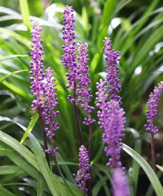 Liriope Muscari