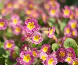 Blassrosa und gelbe Primeln wachsen in Büscheln zusammen
