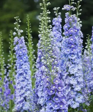 Blaues Rittersporn