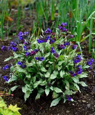 Bläulich-violette Blüten der mehrjährigen Pulmonaria- oder Lungenkrautpflanze