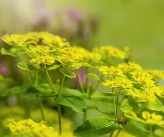 Nahaufnahme der Hochblätter von Euphorbia amygdaloides, die allgemein als Wolfsmilch bekannt sind, in einem krautigen Sommerbeet