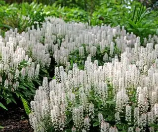 Weiße Tiarella