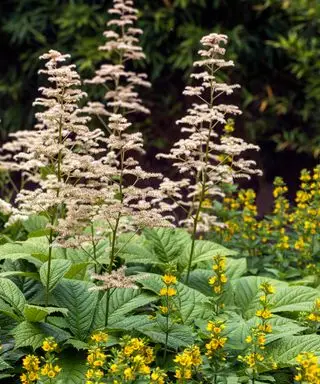 Rodgersia im Halbschatten gepflanzt