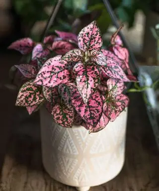 Como você limpa as folhas das plantas de casa? É assim que os especialistas em plantas enfrentam a tarefa