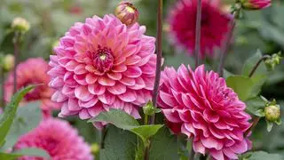 איך לשתול פקעות דליה - Dahlia American Dawn
