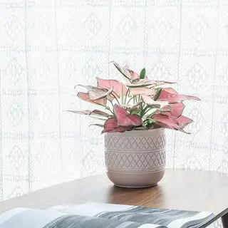 아마존의 화분