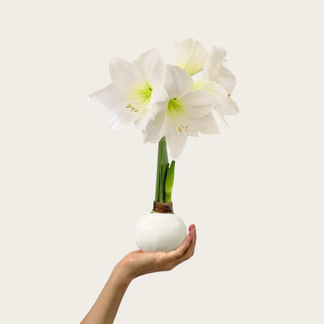 Gewachste Amaryllis-Zwiebel – weißes Wachs, weiße Blüten, kein Wasser nötig, extra große Winterblume für den Innenbereich, Silvester-Galentine & Valentinstagsgeschenk' loading='lazy' title=