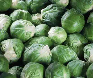 Rosenkål høstet fra fullvokste planter